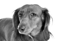 tiere_002.jpg